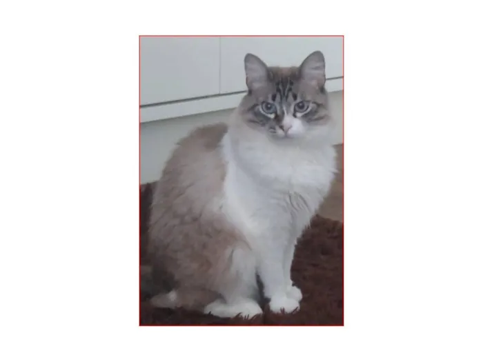 Gato raça SRD-ViraLata idade 5 anos nome Isis