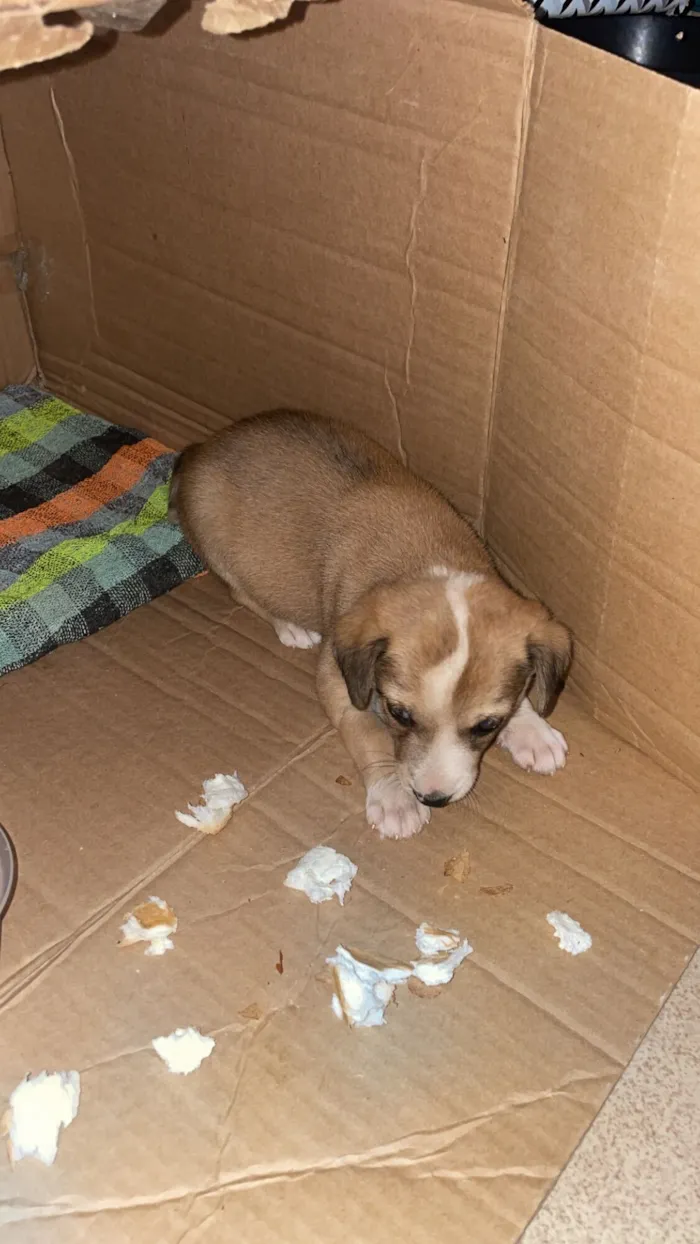 Cachorro raça SRD-ViraLata idade Abaixo de 2 meses nome Fiona