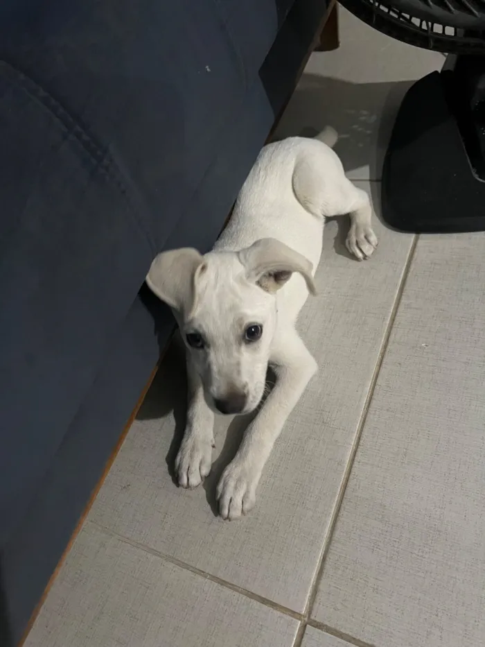 Cachorro raça SRD-ViraLata idade 2 a 6 meses nome Max