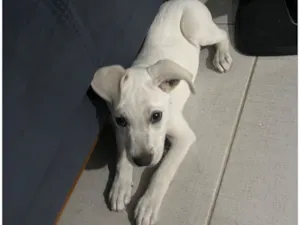 Cachorro raça SRD-ViraLata idade 2 a 6 meses nome Max