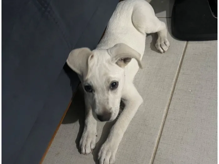 Cachorro raça SRD-ViraLata idade 2 a 6 meses nome Max