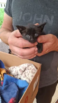 Gato raça SRD-ViraLata idade Abaixo de 2 meses nome Viralata