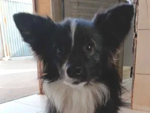 Cachorro raça SRD-ViraLata idade 7 a 11 meses nome Pipoca