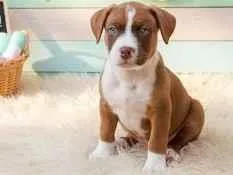 Cachorro raça Pit-Bull idade 2 a 6 meses nome Hari