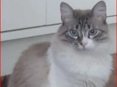 Gato raça SRD-ViraLata idade 5 anos nome Isis