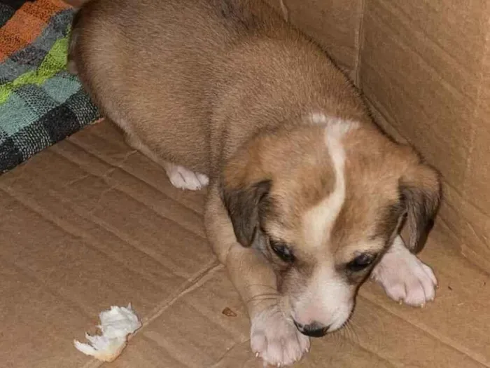 Cachorro raça SRD-ViraLata idade Abaixo de 2 meses nome Fiona