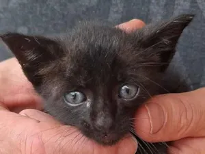 Gato raça SRD-ViraLata idade Abaixo de 2 meses nome Viralata