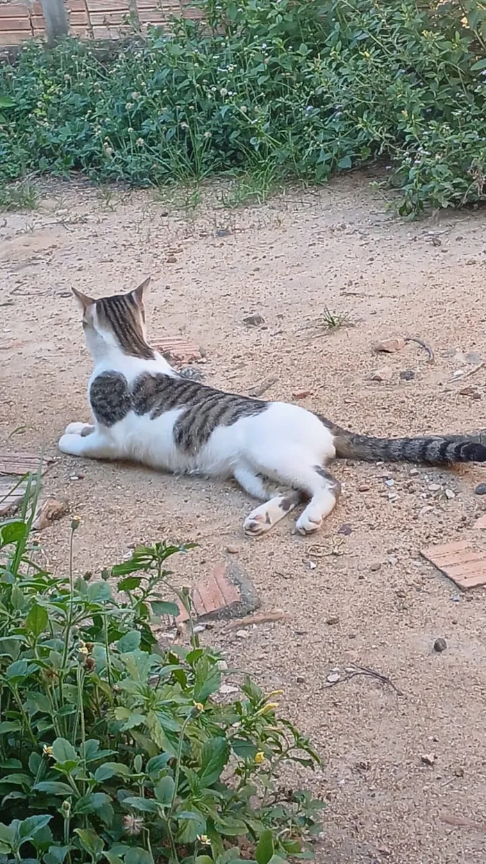 Gato raça Siamês idade 7 a 11 meses nome Cupido