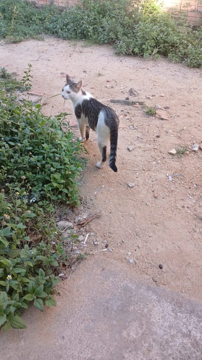 Gato raça Siamês idade 7 a 11 meses nome Cupido