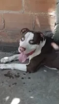 Cachorro raça Pit-Bull idade 3 anos nome Royce