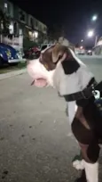 Cachorro raça Pit-Bull idade 3 anos nome Royce