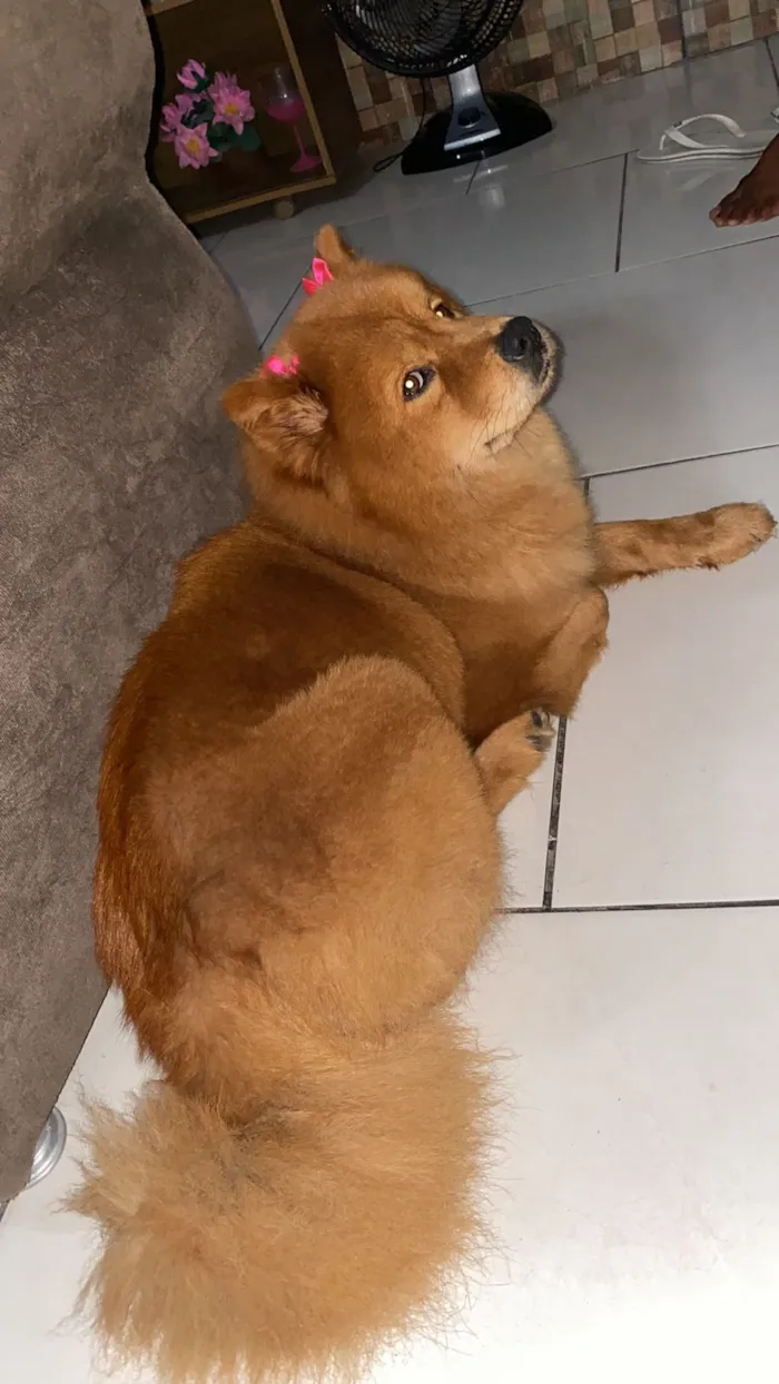 Cachorro raça Chow Chow idade 1 ano nome Lunna