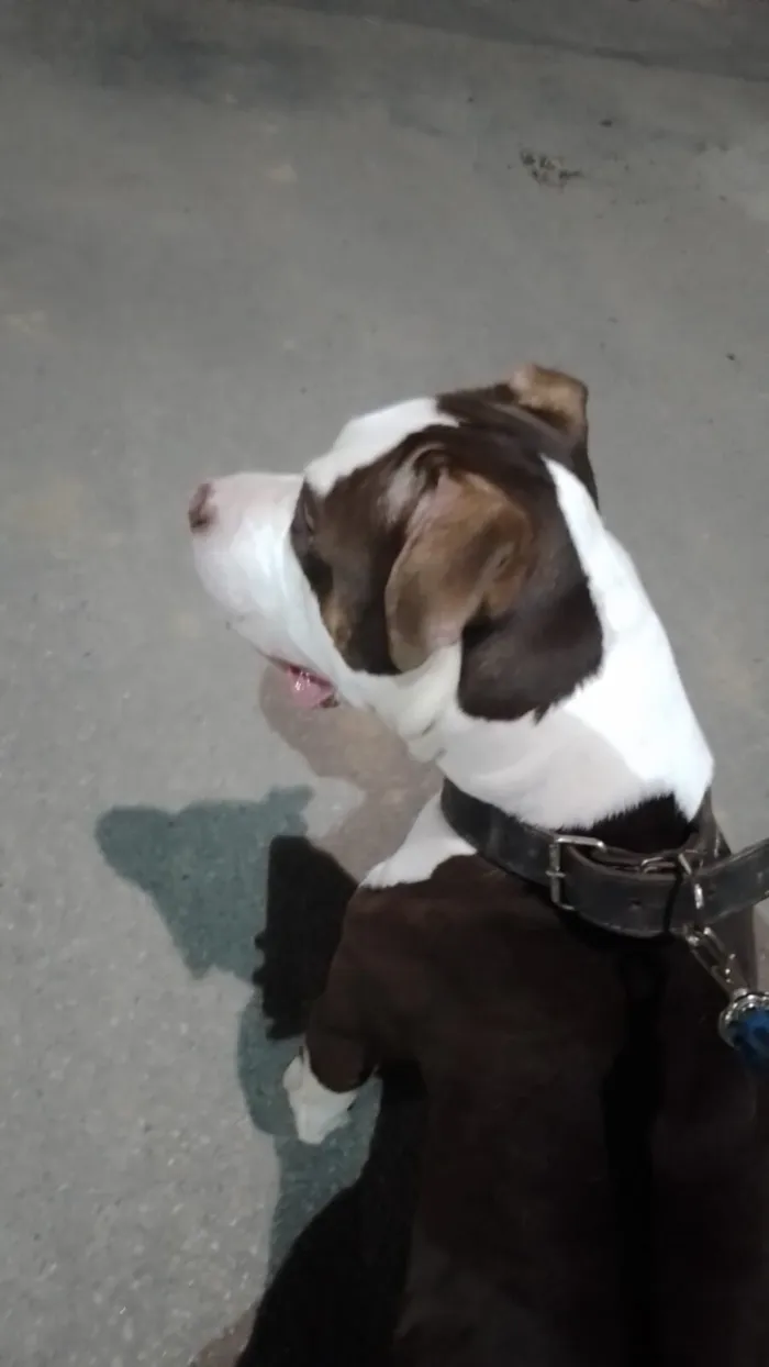 Cachorro raça Pit-Bull idade 4 anos nome Royce