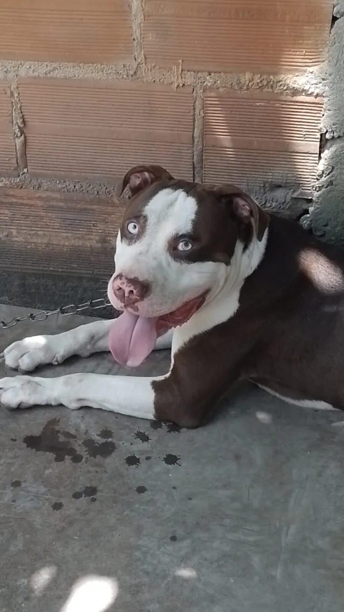Cachorro raça Pit-Bull idade 4 anos nome Royce