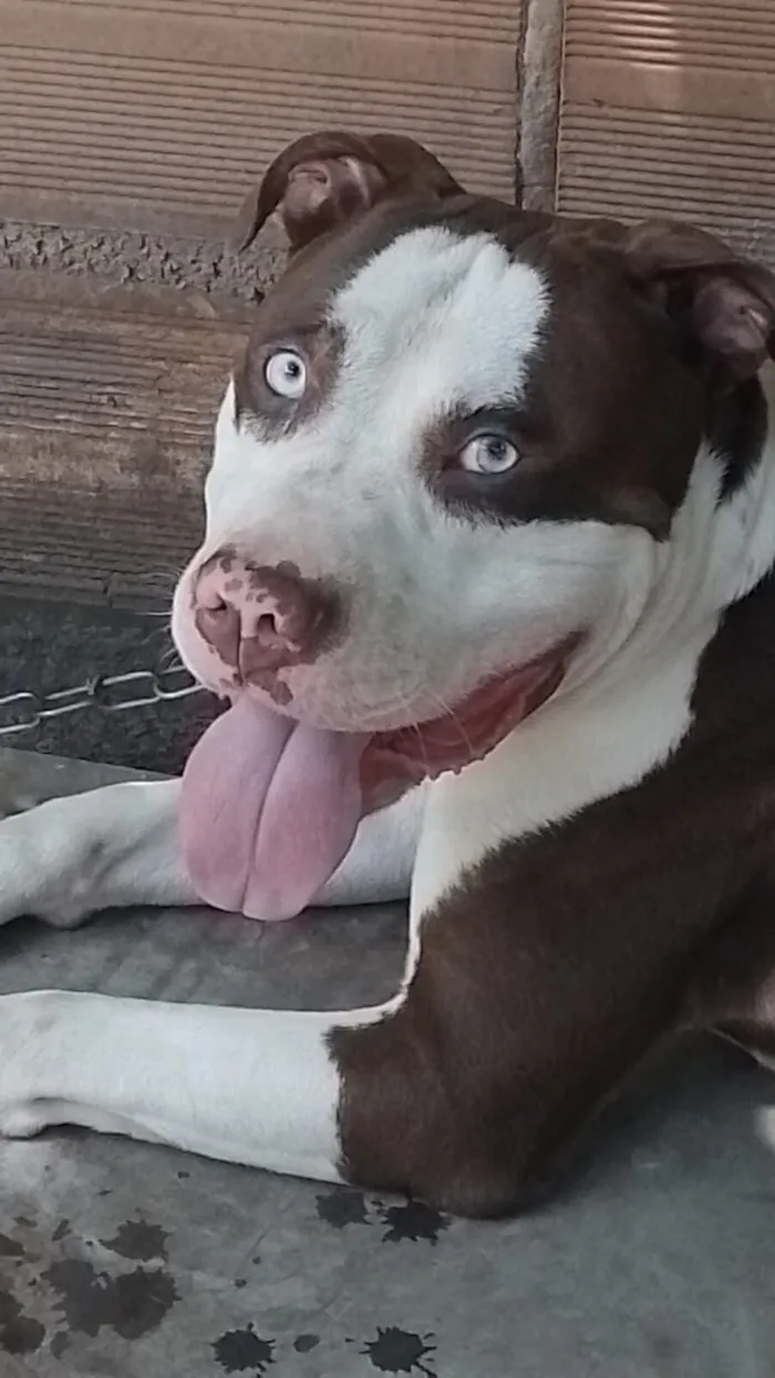 Cachorro raça Pit-Bull idade 4 anos nome Royce