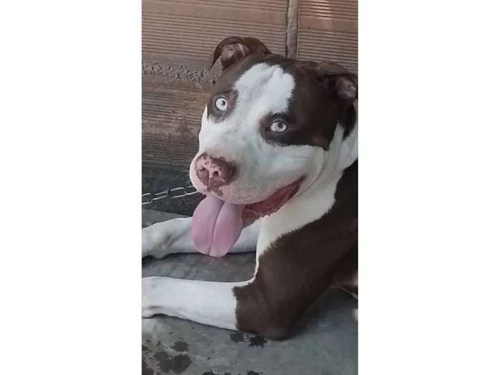 Cachorro raça Pit-Bull idade 4 anos nome Royce