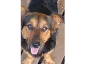 Cachorro raça SRD-ViraLata idade 2 anos nome Polly