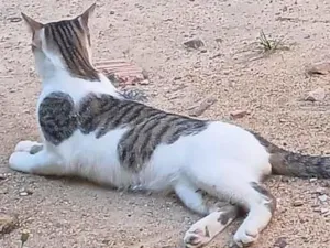 Gato raça Siamês idade 7 a 11 meses nome Cupido