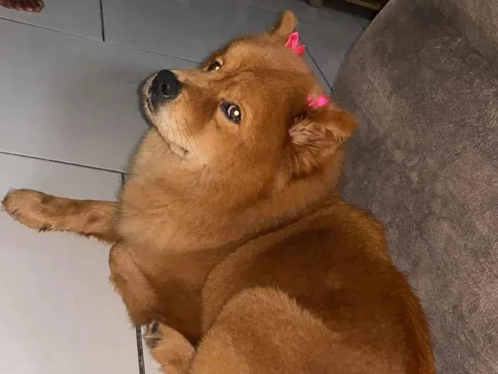 Cachorro raça Chow Chow idade 1 ano nome Lunna