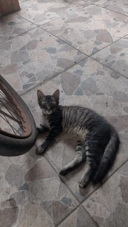 Gato raça SRD-ViraLata idade 2 a 6 meses nome Não há nome definido 