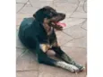 Cachorro raça SRD-ViraLata idade 1 ano nome Mike