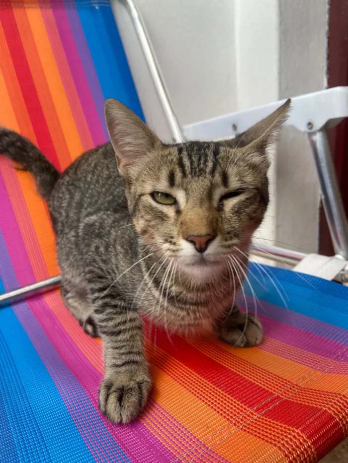 Gato raça SRD-ViraLata idade 2 a 6 meses nome Sem nome 