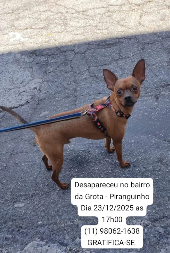 Cachorro raça Pinscher idade 3 anos nome Pix 