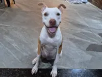 Cachorro raça Pit-Bull idade 1 ano nome Fiona