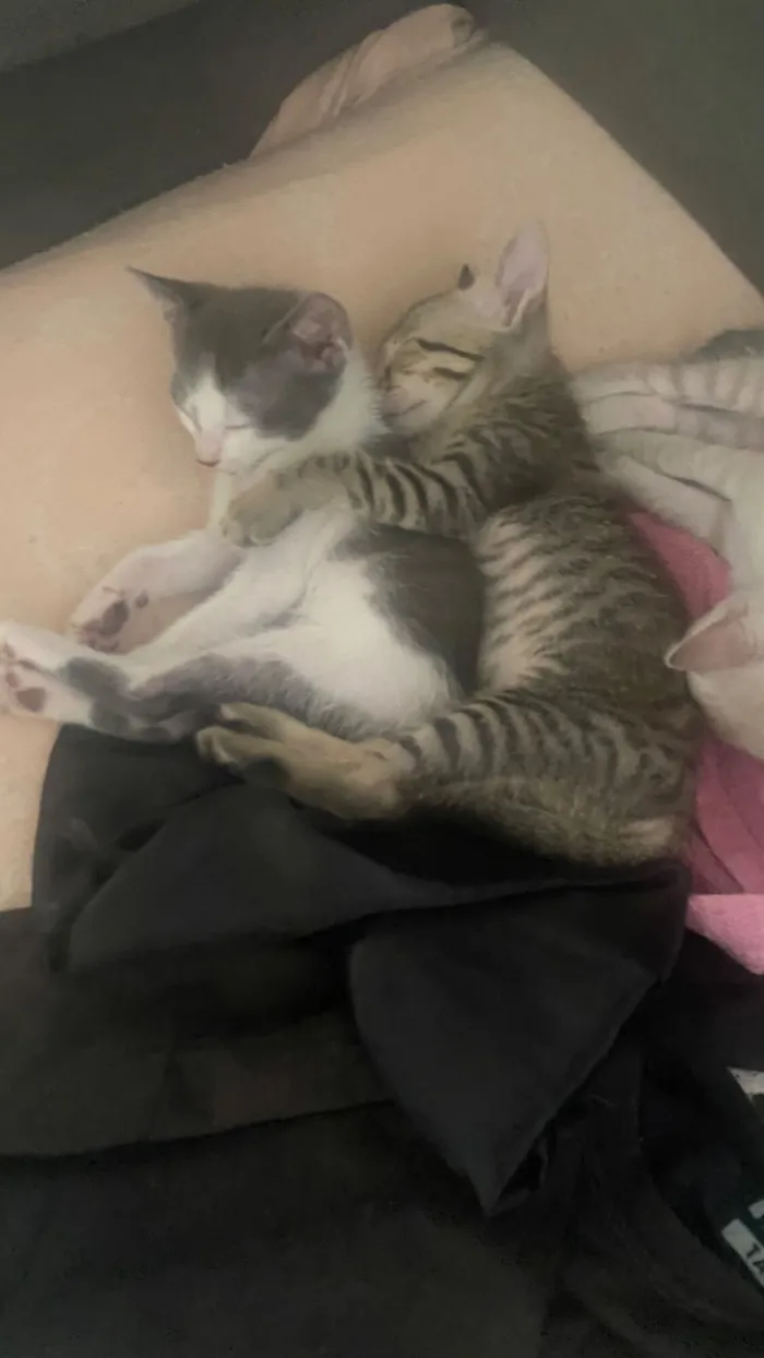 Gato raça SRD-ViraLata idade 2 a 6 meses nome Não tem