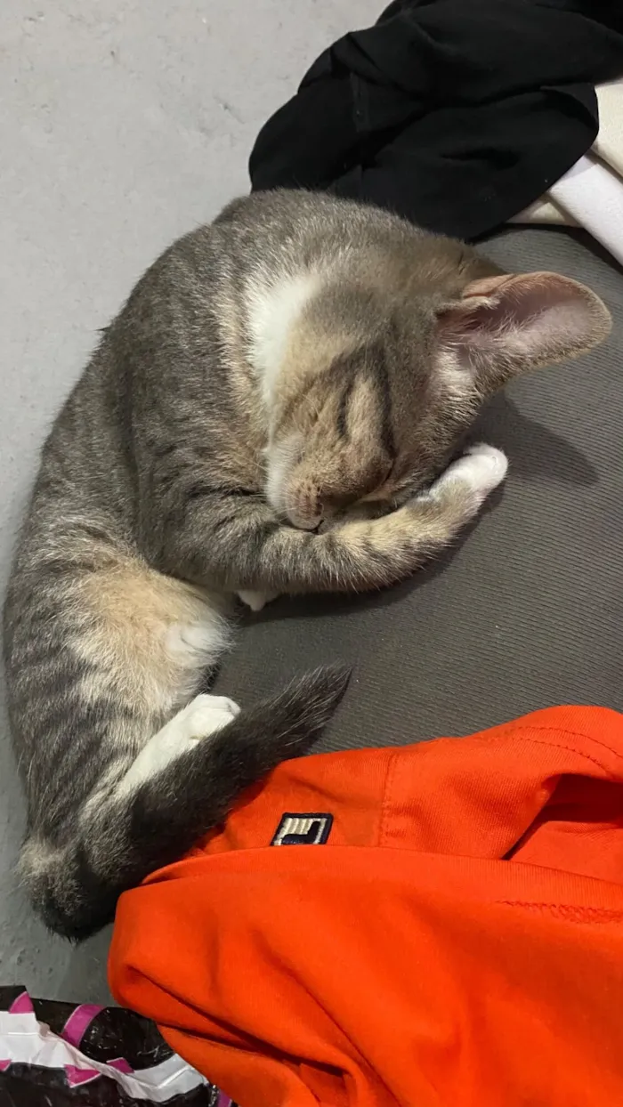 Gato raça SRD-ViraLata idade 2 a 6 meses nome Não tem