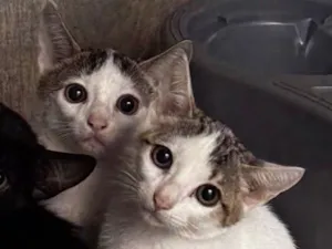 Gato raça SRD-ViraLata idade 2 a 6 meses nome Não há 