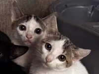 Gato raça SRD-ViraLata idade 2 a 6 meses nome Não há 