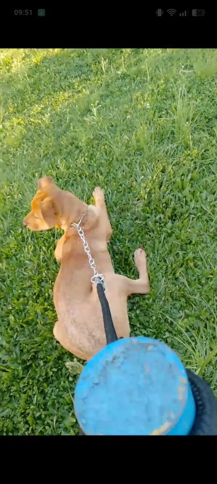 Cachorro raça SRD-ViraLata idade 2 anos nome Spike 