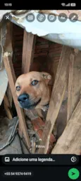 Cachorro raça SRD-ViraLata idade 2 anos nome Spike 