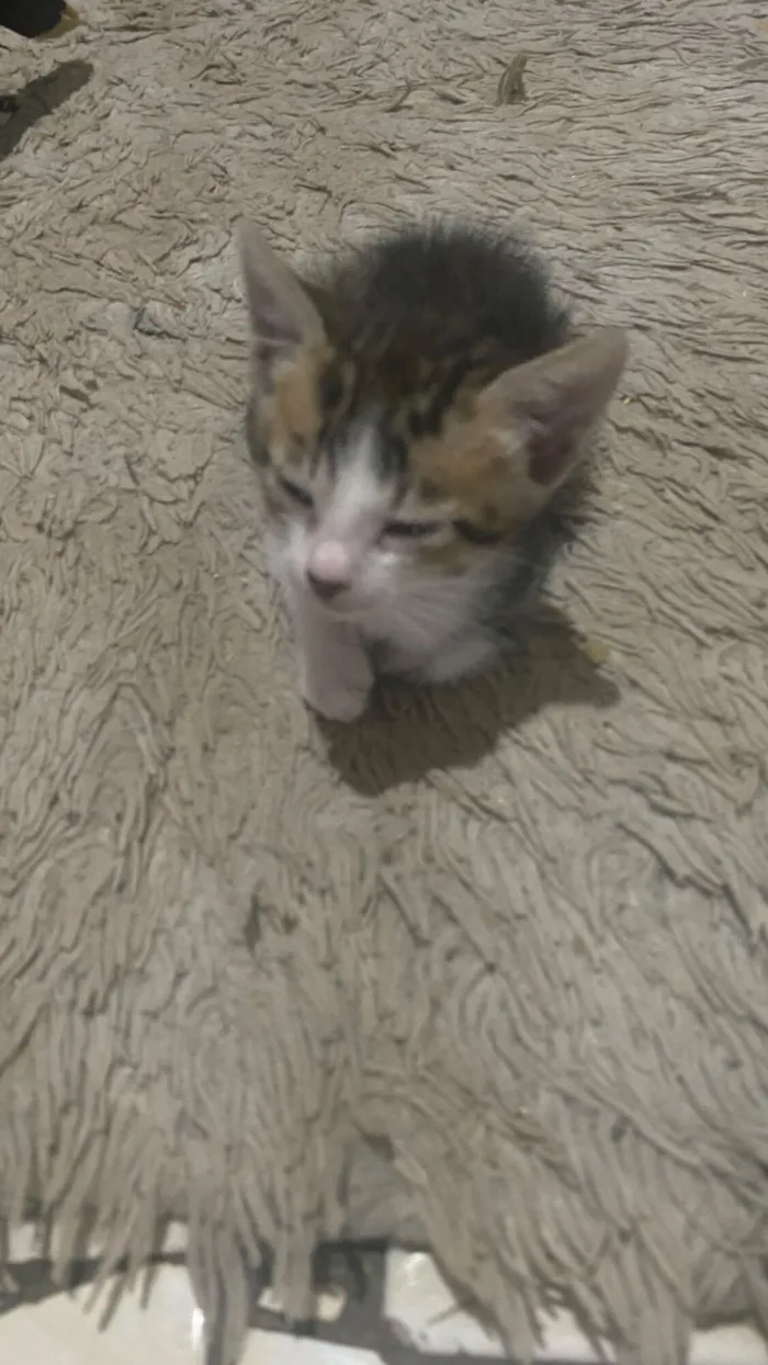 Gato raça SRD-ViraLata idade 2 a 6 meses nome Não tem 