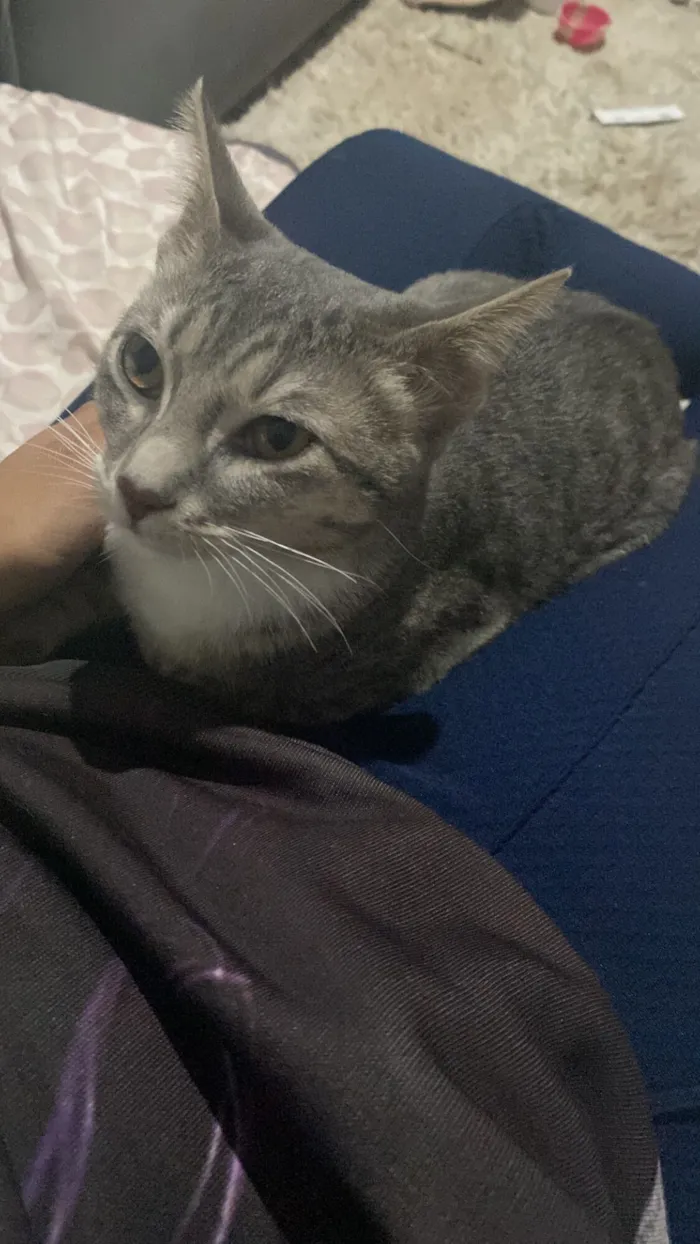 Gato raça SRD-ViraLata idade 2 a 6 meses nome Não tem 