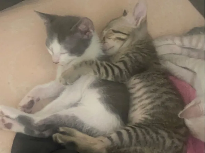 Gato raça SRD-ViraLata idade 2 a 6 meses nome Não tem 