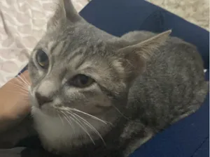 Gato raça SRD-ViraLata idade 2 a 6 meses nome Não tem