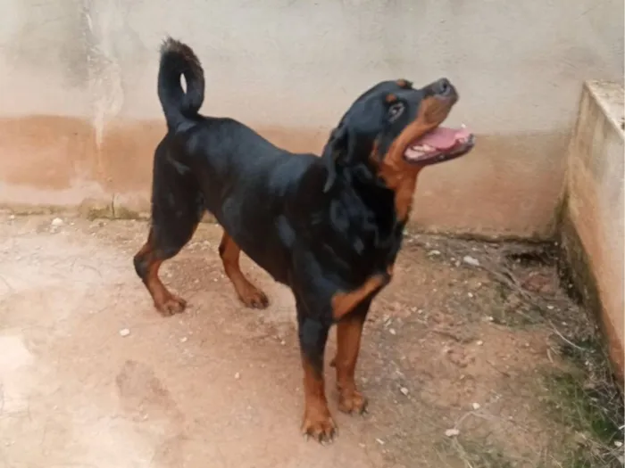 Cachorro raça Rottweiler idade 3 anos nome Fada