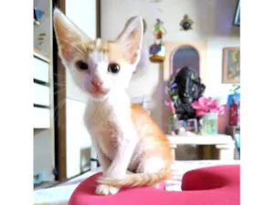 Gato raça SRD-ViraLata idade Abaixo de 2 meses nome Jamelão 