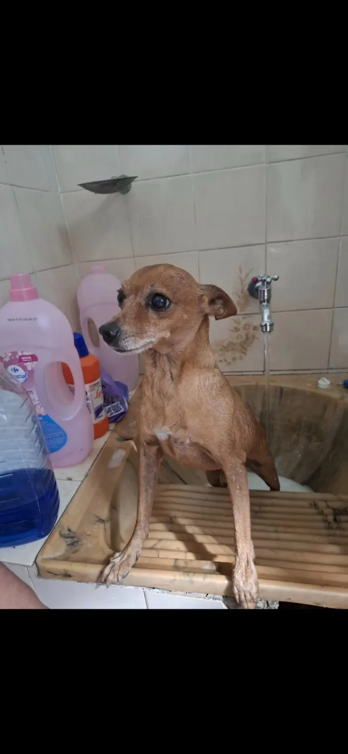 Cachorro raça Pinscher idade 6 ou mais anos nome Petit