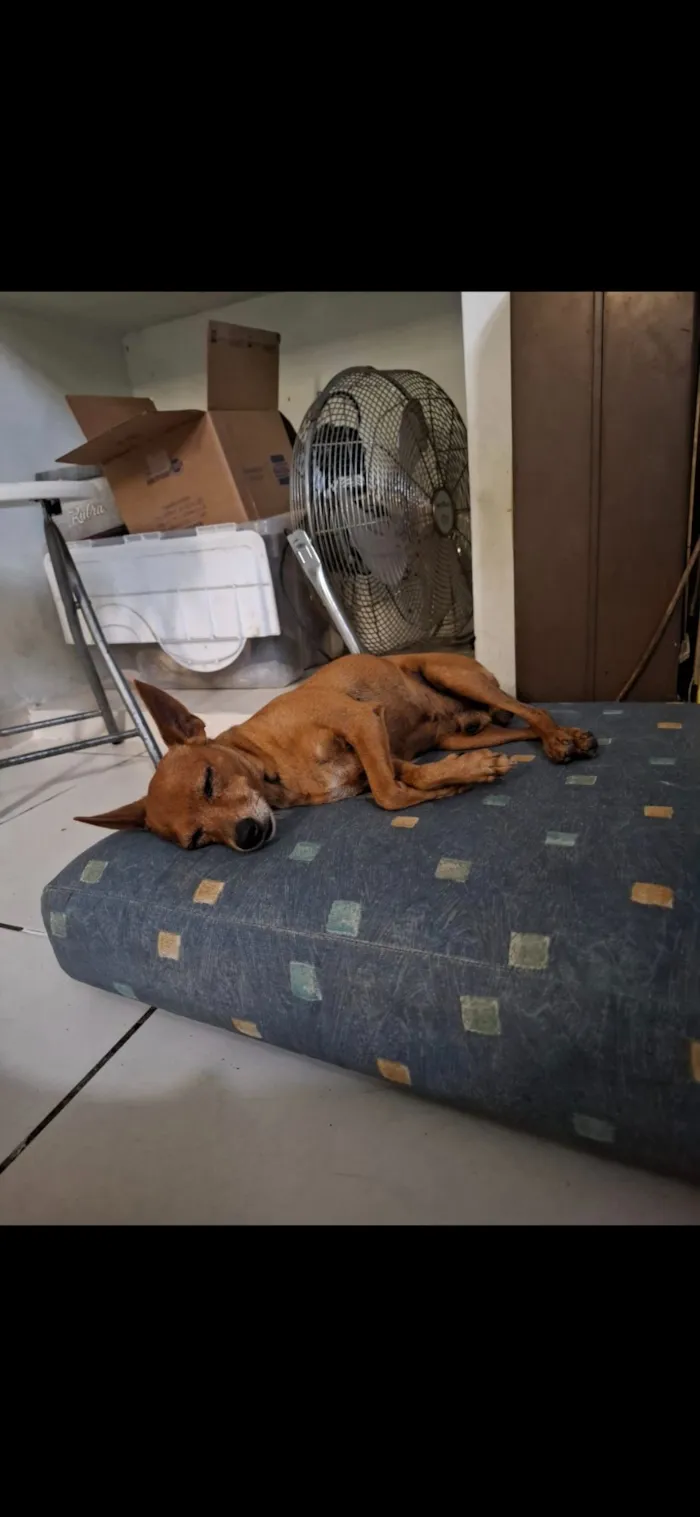 Cachorro raça Pinscher idade 6 ou mais anos nome Petit