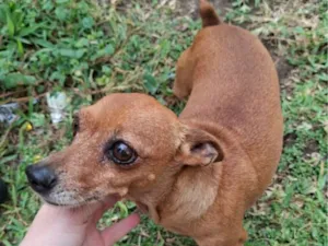 Cachorro raça Pinscher idade 6 ou mais anos nome Petit
