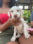 Cachorro raça SRD-ViraLata idade Abaixo de 2 meses nome Não possui, é filhote