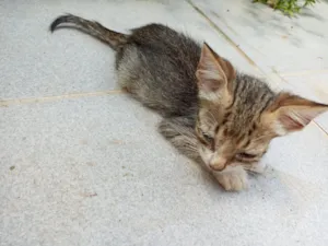 Gato raça SRD-ViraLata idade Abaixo de 2 meses nome Não sei