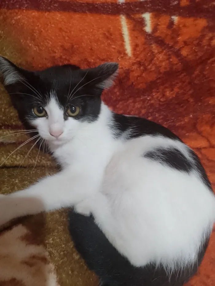 Gato raça SRD-ViraLata idade 2 a 6 meses nome Sem nome ??