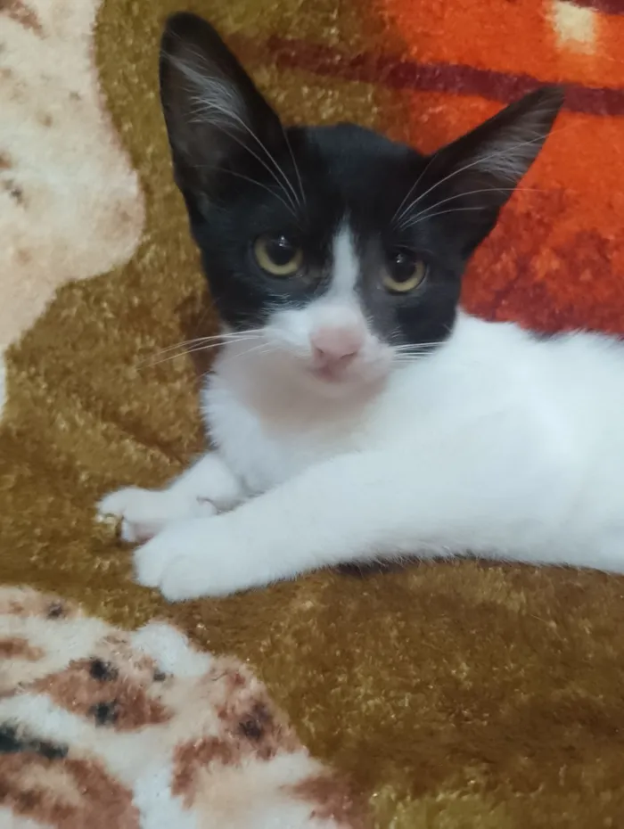 Gato raça SRD-ViraLata idade 2 a 6 meses nome Não tem nome 