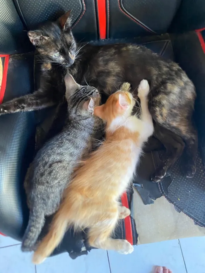 Gato raça SRD-ViraLata idade 1 ano nome Maria Rita (Marri)