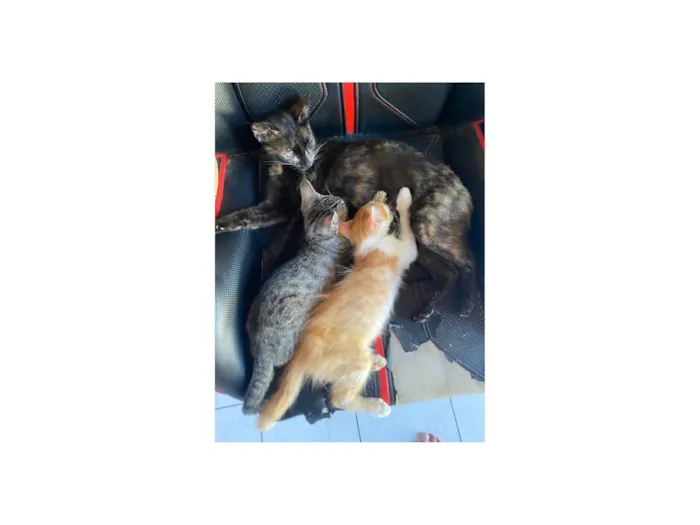 Gato raça SRD-ViraLata idade 1 ano nome Maria Rita (Marri)
