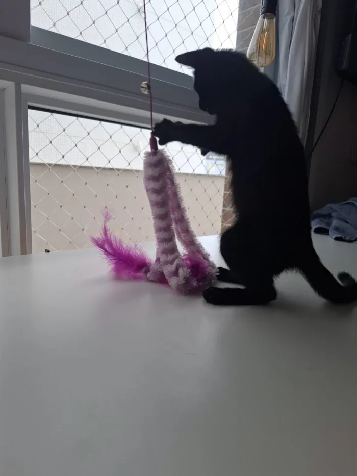 Gato raça SRD-ViraLata idade 2 a 6 meses nome Conan